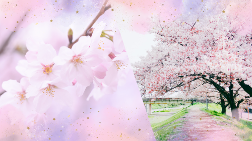 春と言えば「桜」ですが、そのソメイヨシノは「どこから来たのか」ルーツが解らなかった、など意外なことがある話